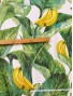 Tela Loneta plátanos