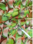Tela Satén estampada geométricos verdes