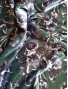 Terciopelo estampado flores fondo verde